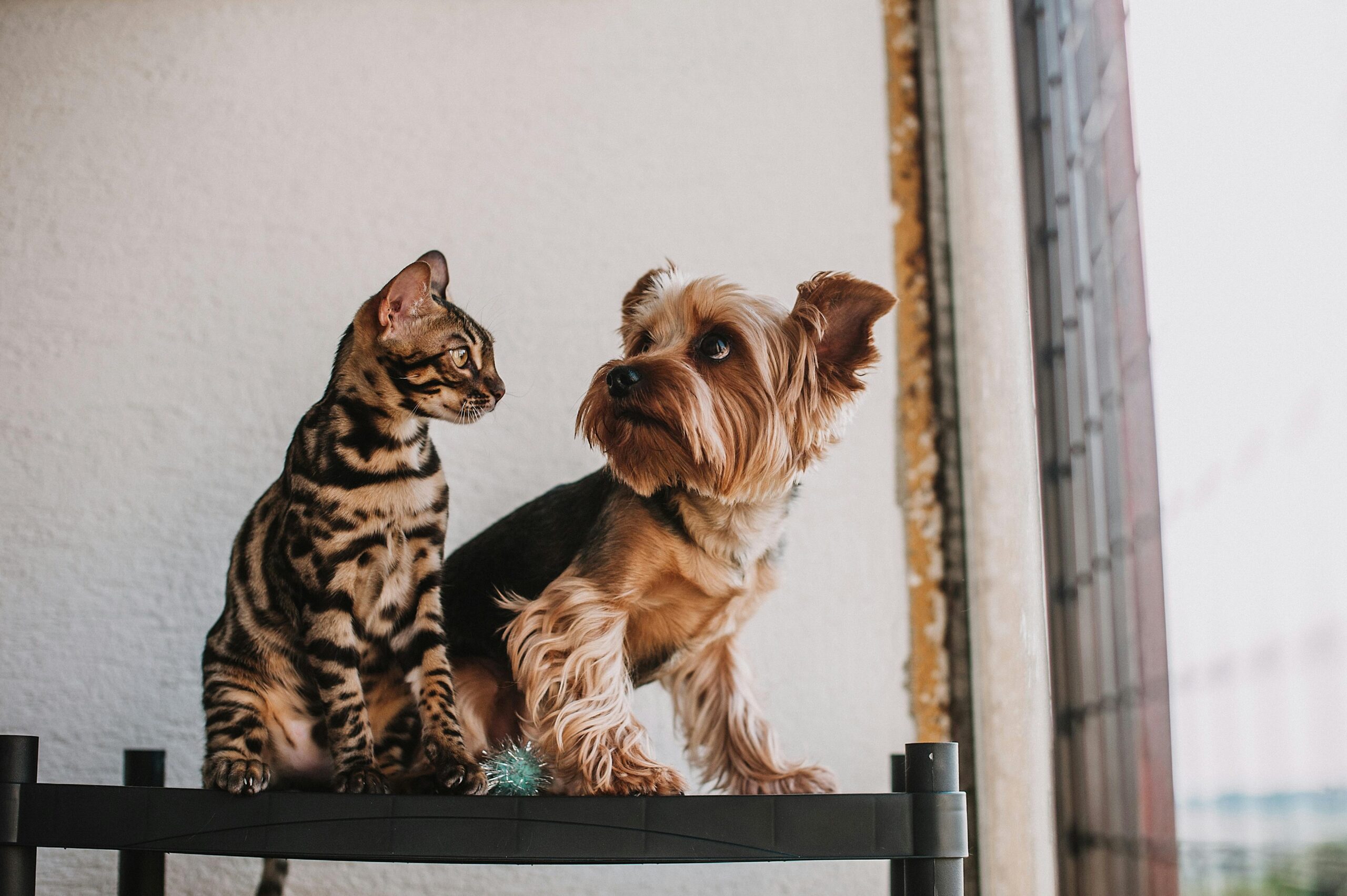 dog and cat custody